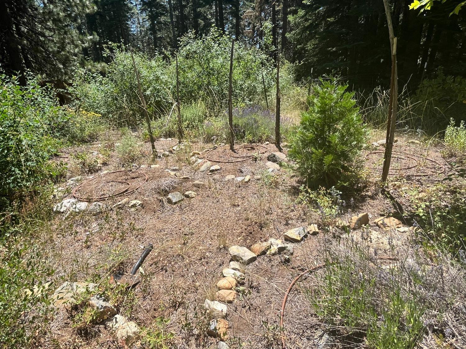 25442 Back Bone Road Nevada City, CA 95959 - Photo 28 of 43