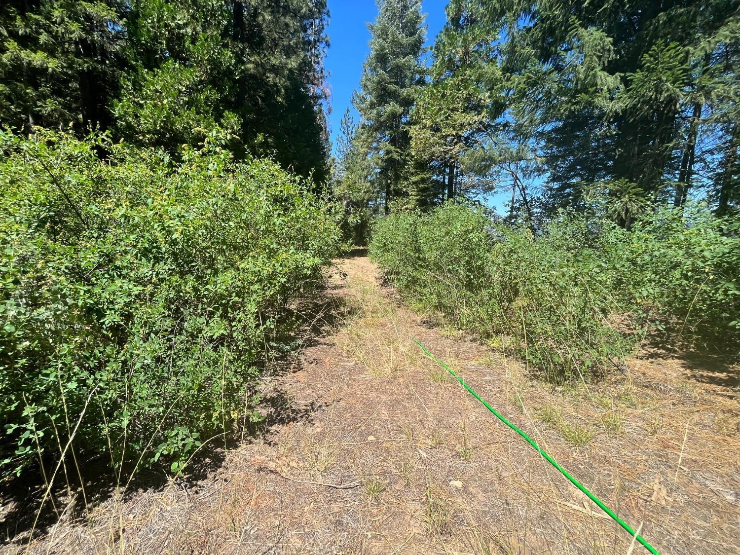 25442 Back Bone Road Nevada City, CA 95959 - Photo 10 of 43