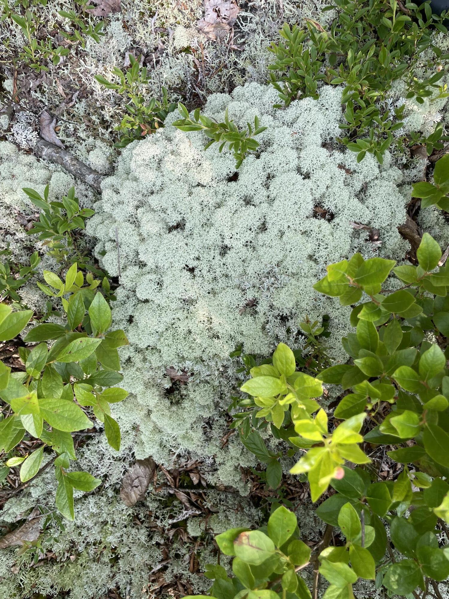 48 Vinal Cv Road Vinalhaven, ME 04863 - Photo 15 of 23 Lichens