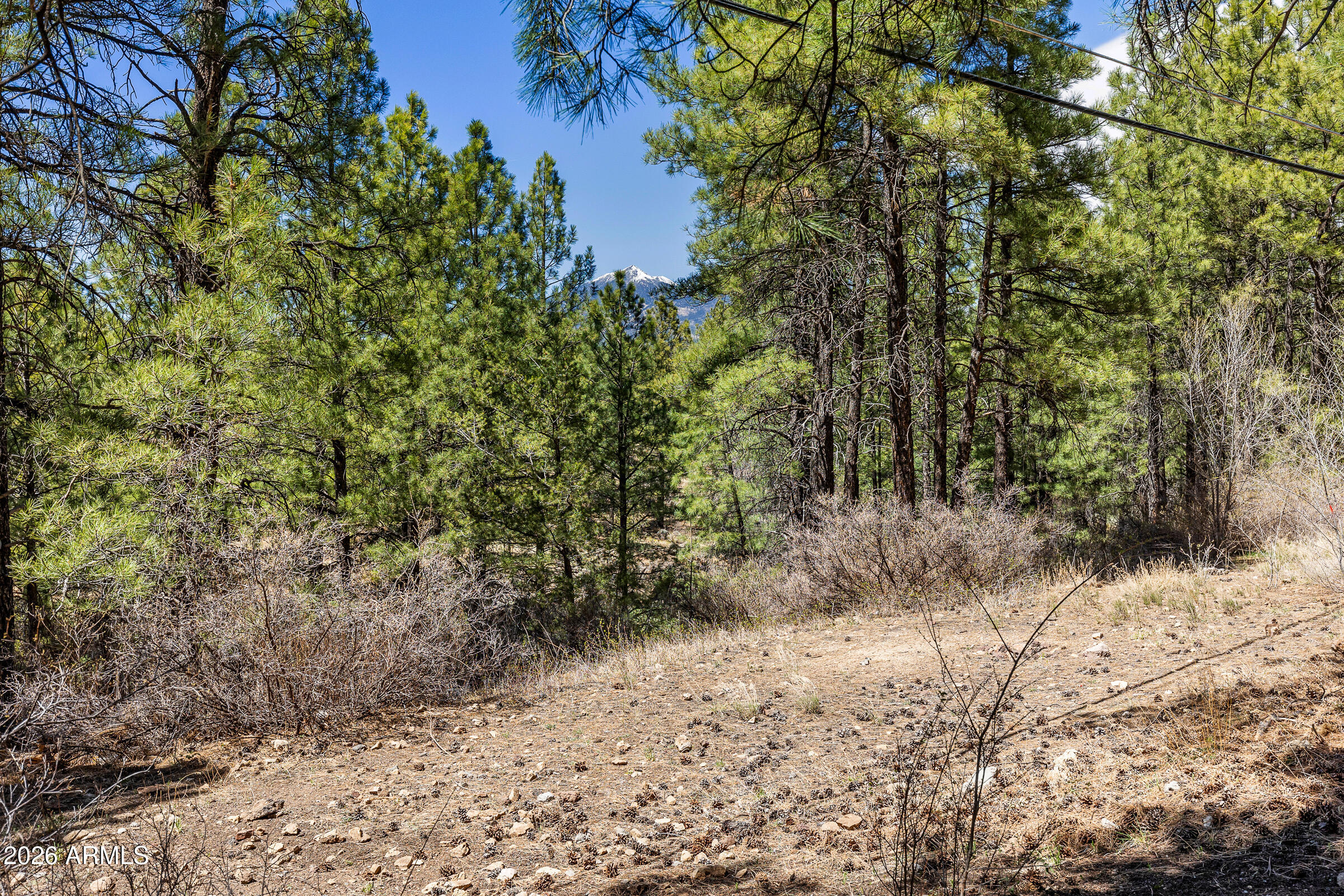 108 East Paseo Del Rio Flagstaff, AZ 86001 - Photo 4 of 25 a view of a yard with plants and trees