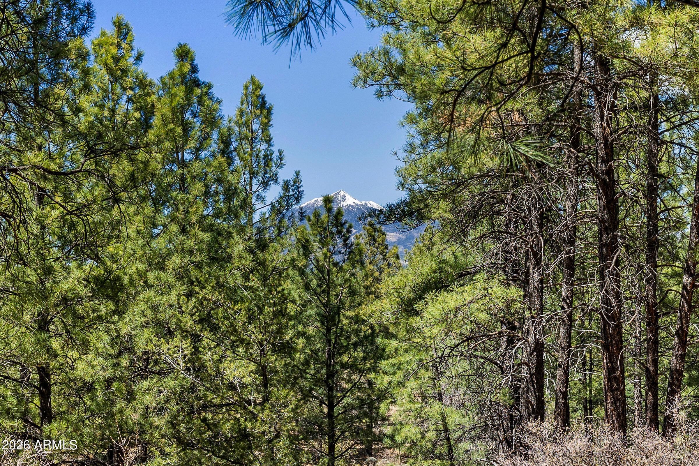 108 East Paseo Del Rio Flagstaff, AZ 86001 - Photo 5 of 25 a view of a tree with a tree