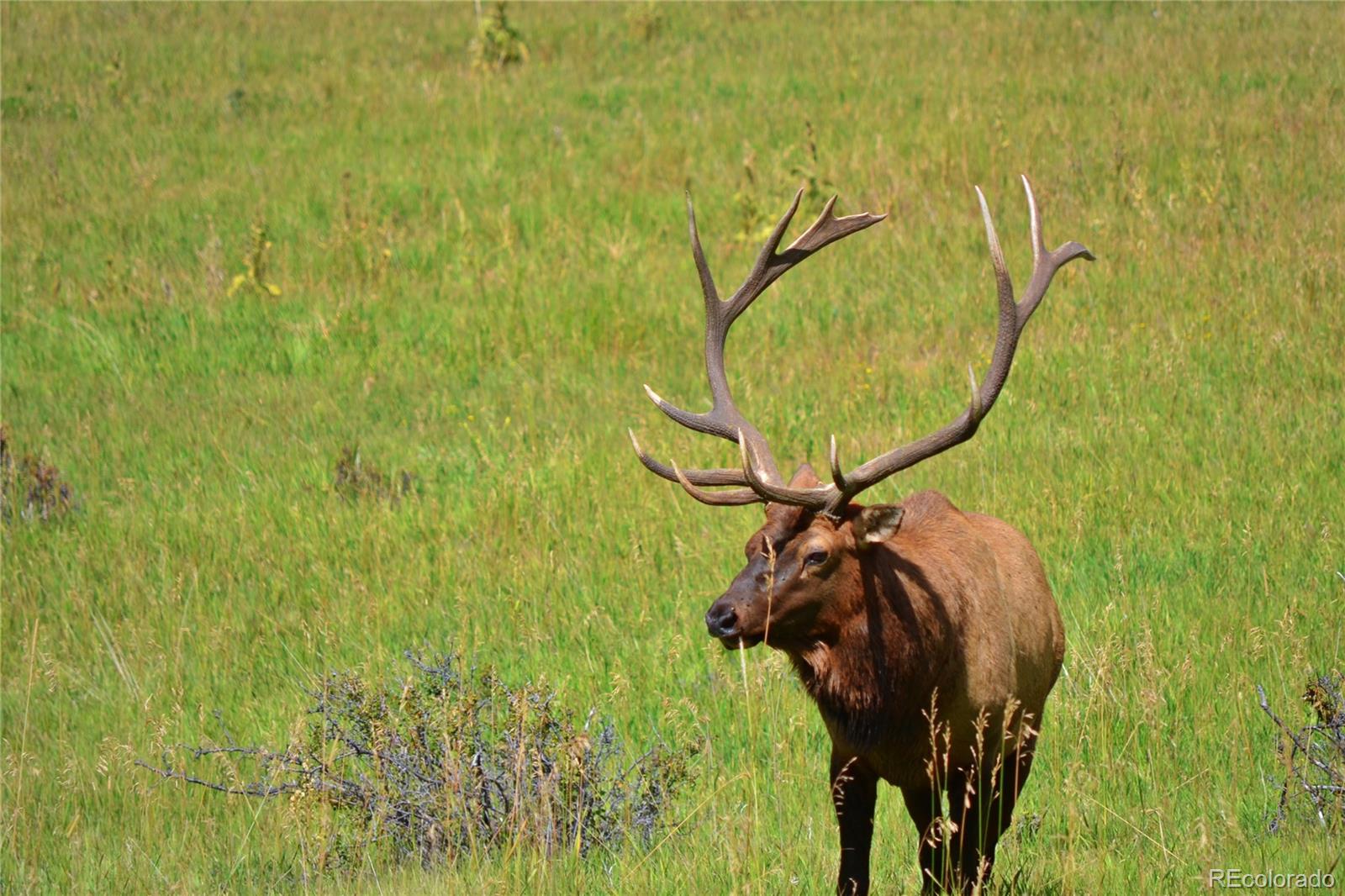 25997 Mountain View Road Golden, CO 80401 - Photo 13 of 16