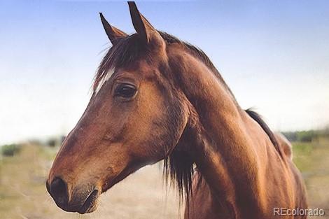 25997 Mountain View Road Golden, CO 80401 - Photo 22 of 23