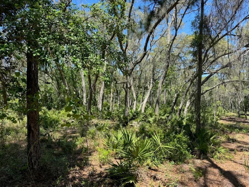 Citadel Drive Webster, FL 33597 - Photo 4 of 6