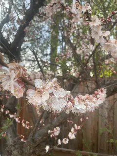 $2,280,000 | 6270 Tweedholm Court, San Jose, CA 95120