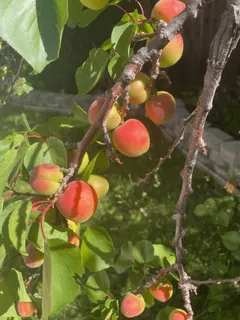 $2,280,000 | 6270 Tweedholm Court, San Jose, CA 95120