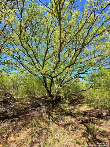 a backyard of a house with a tree