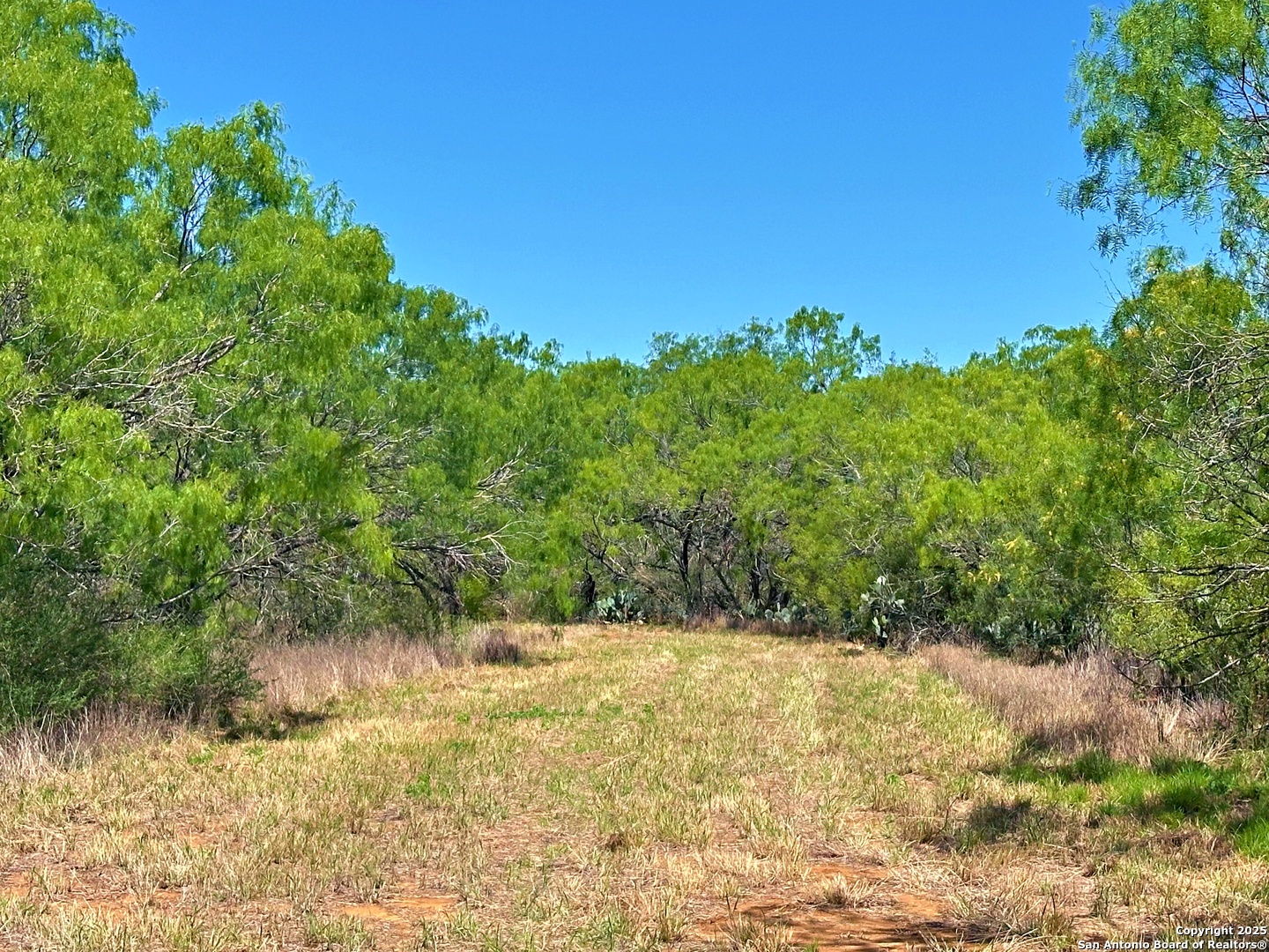 3265 Highway 97 Jourdanton, TX 78026 - Photo 16 of 24 a view of a yard with a tree