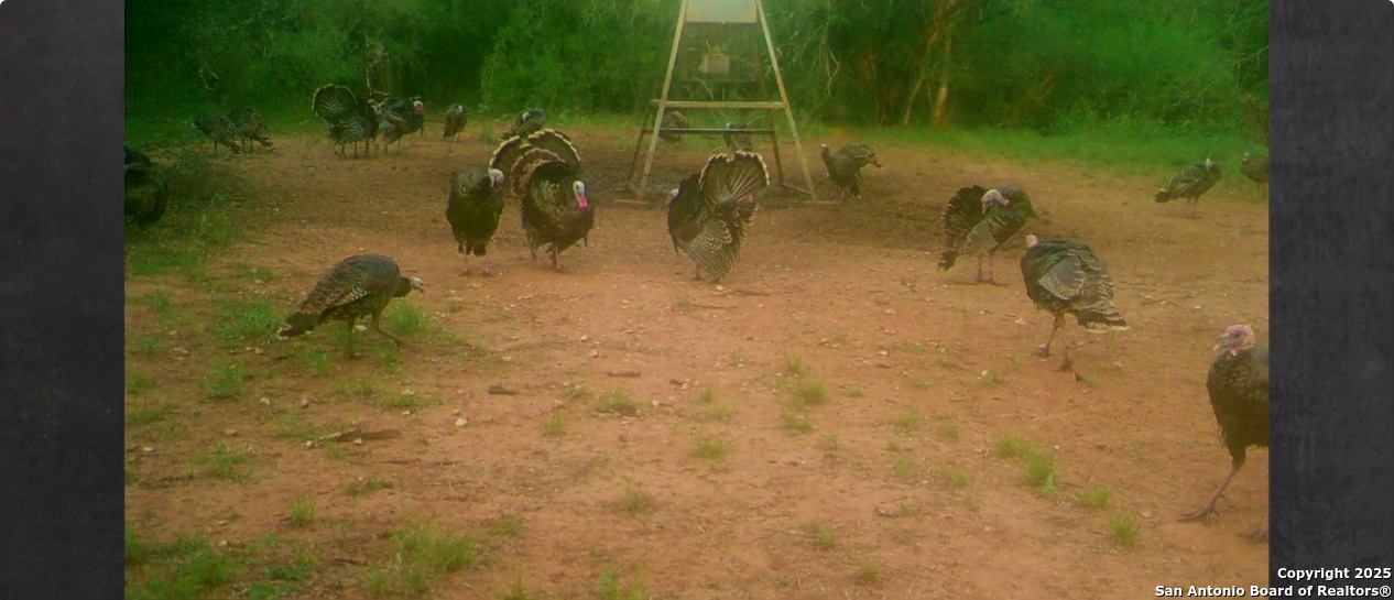 3265 Highway 97 Jourdanton, TX 78026 - Photo 21 of 24