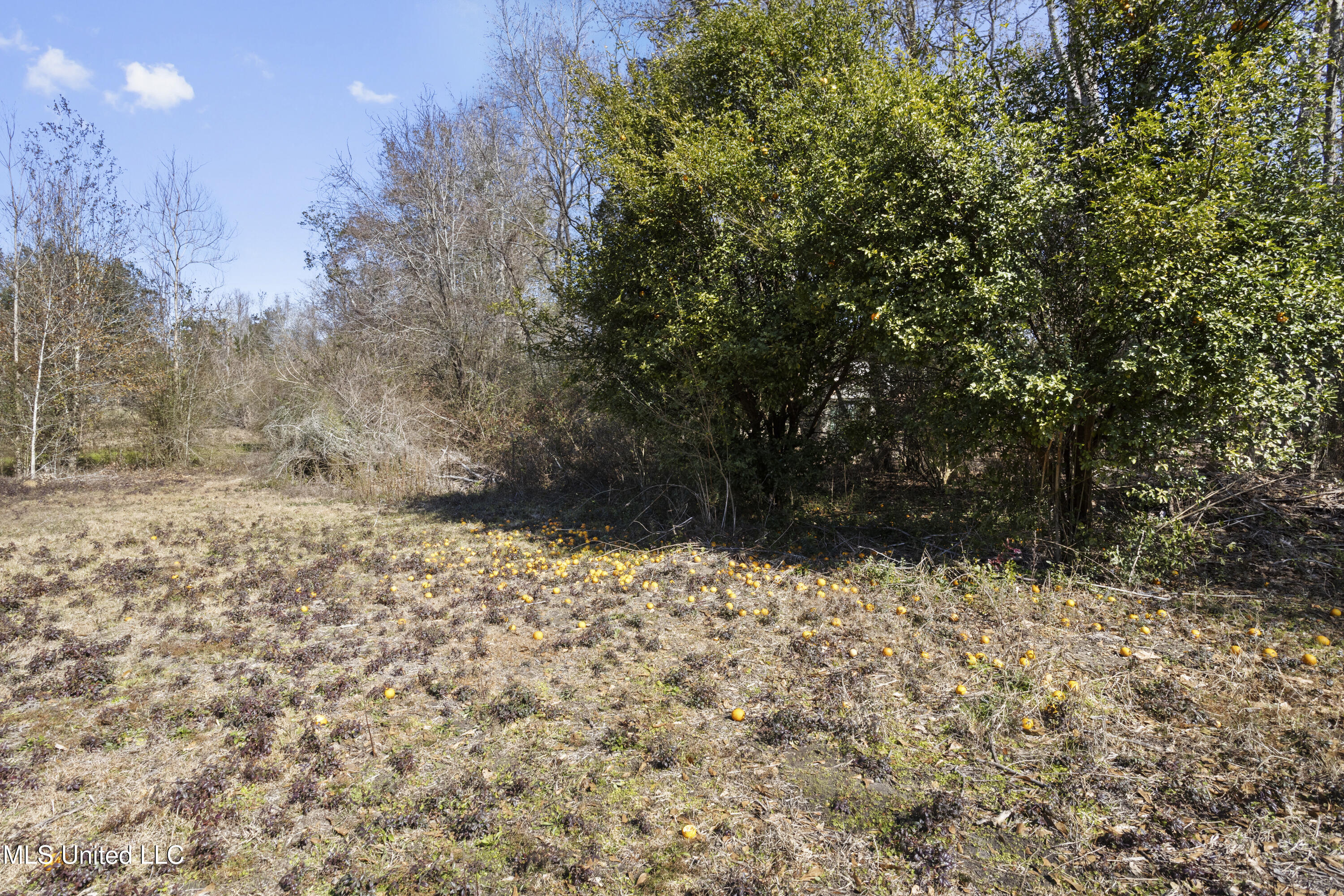 25975 Highway 43 South Picayune, MS 39466 - Photo 58 of 68 Fruit Tree