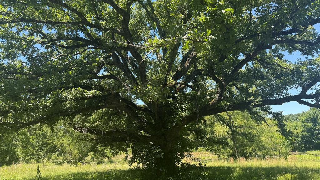 6582 Taylor Road Kaufman, TX 75142 - Photo 6 of 40 a backyard of a house with a yard and large trees