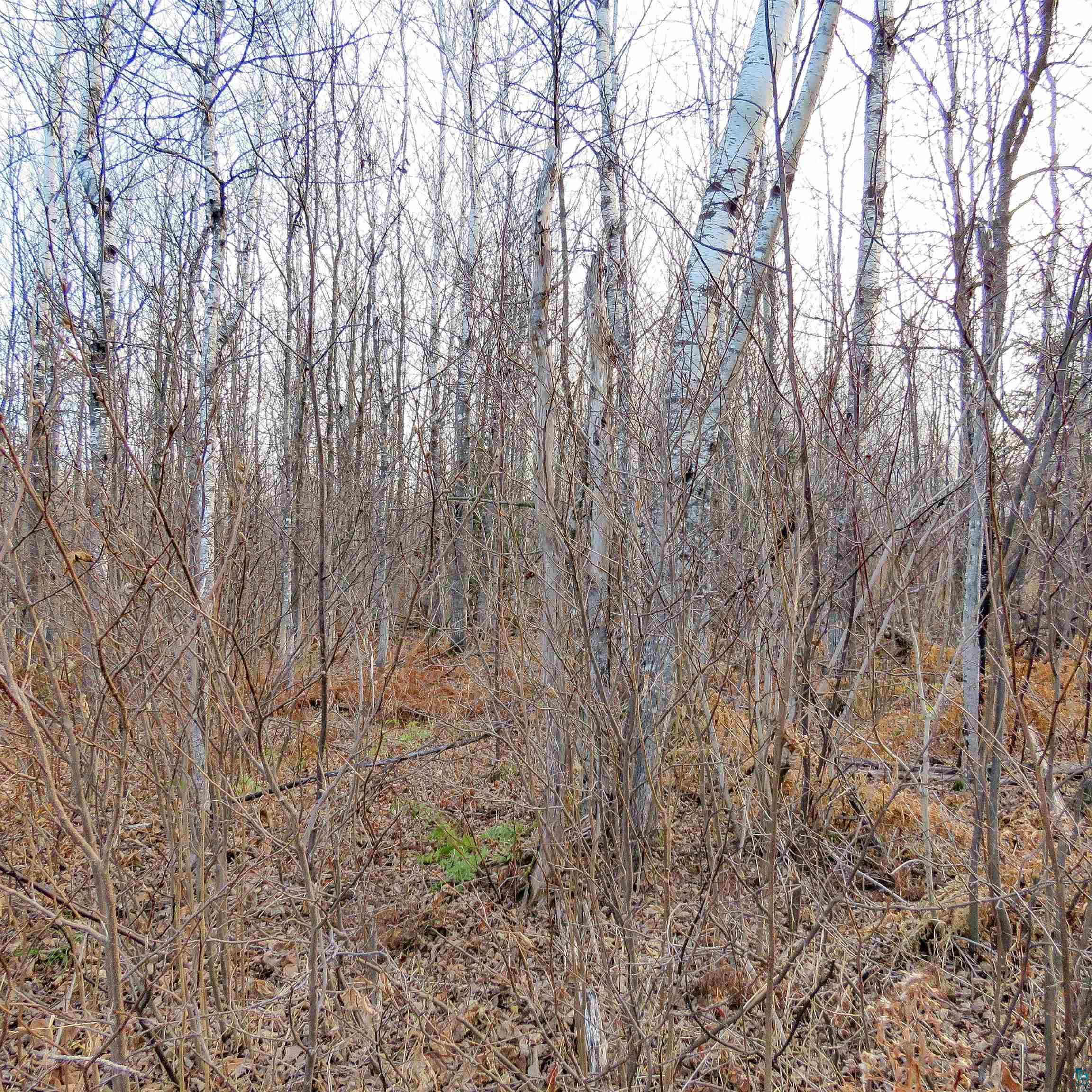Xxx Mattson Road Finland, MN 55603 - Photo 21 of 50 Gallery Image 21