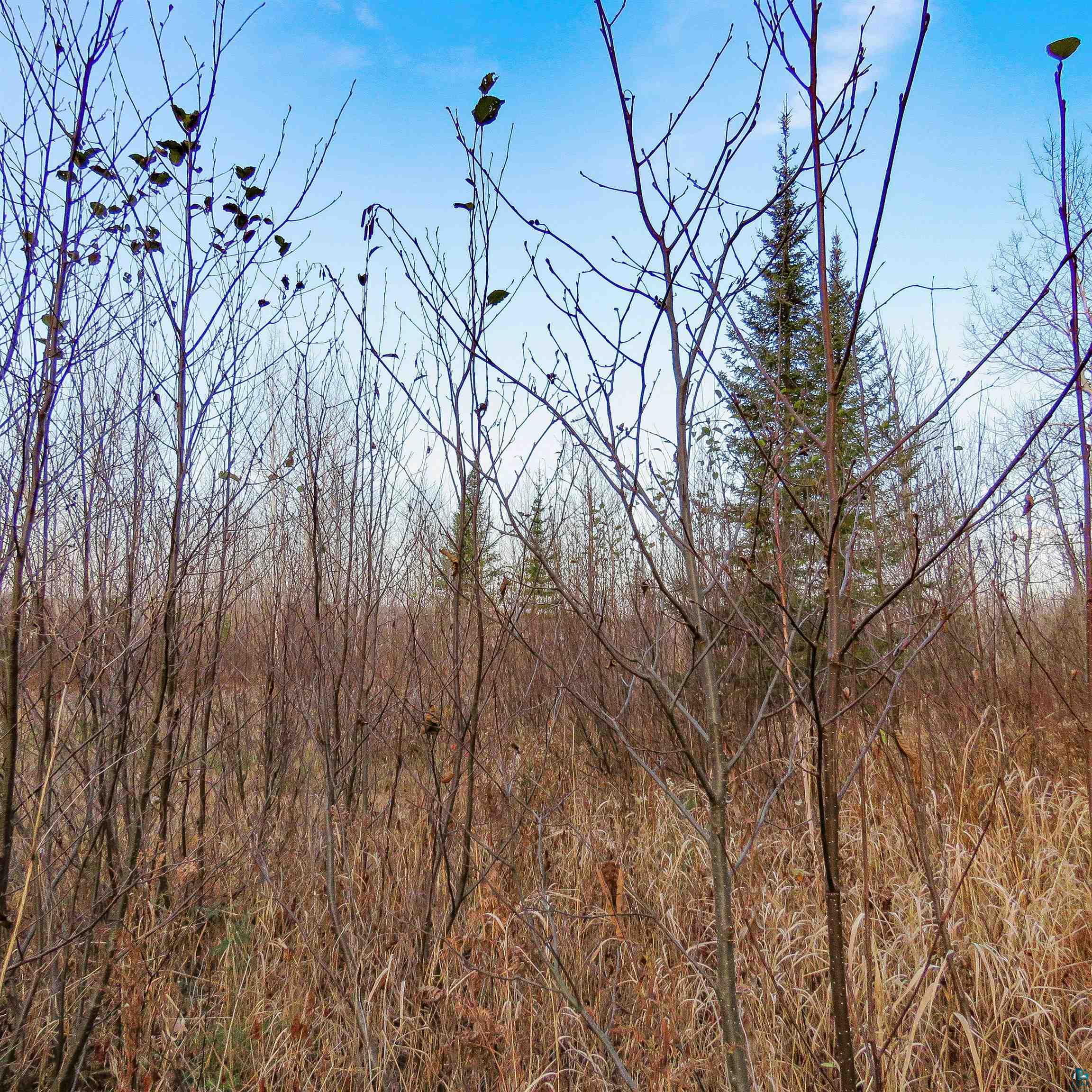Xxx Mattson Road Finland, MN 55603 - Photo 23 of 50 Gallery Image 23
