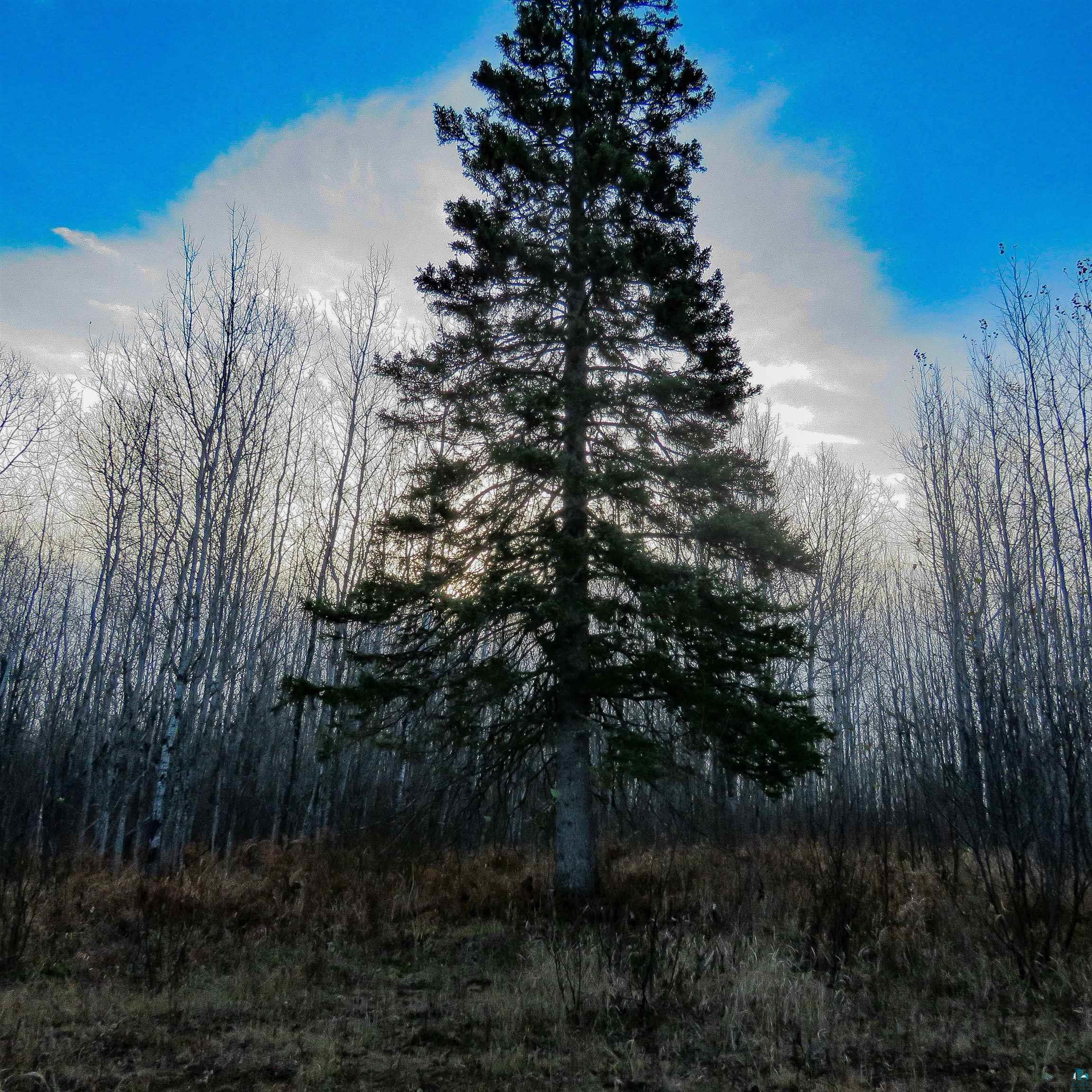 Xxx Mattson Road Finland, MN 55603 - Photo 38 of 50 Gallery Image 38