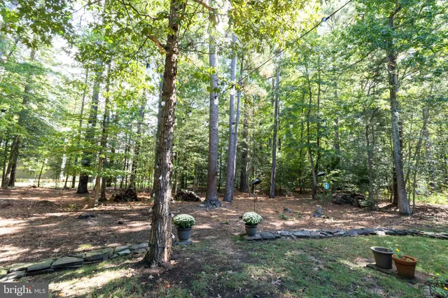 a view of a tree in the middle of a yard