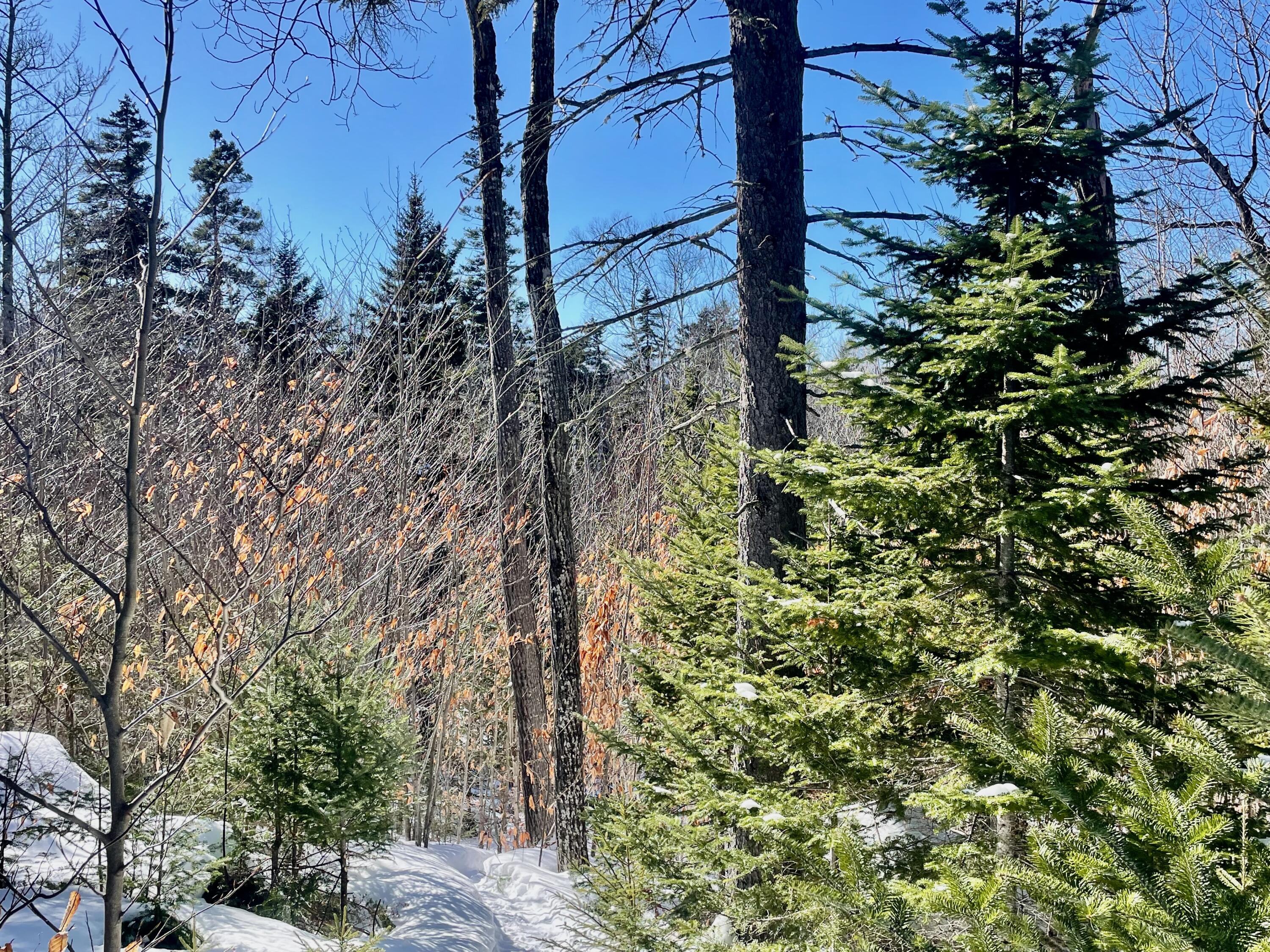 2020-2022 Pond Road Carrabassett Valley, ME 04947 - Photo 13 of 17 IMG_4205
