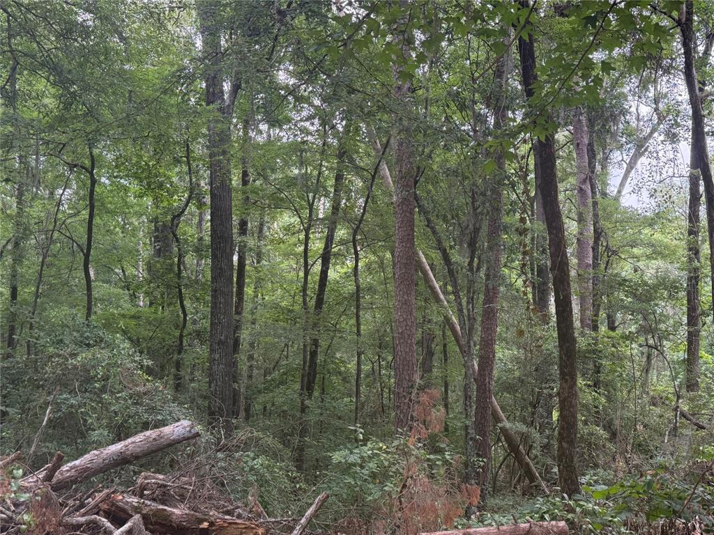 0 Diamond T Road Heflin, LA 71039 - Photo 5 of 7 Plenty of sturdy shade trees to stay cool during those warm Louisiana summers!