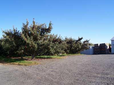 1080 Rosenkranz Road Tieton, WA 98947 - Photo 12 of 12 a view of a field
