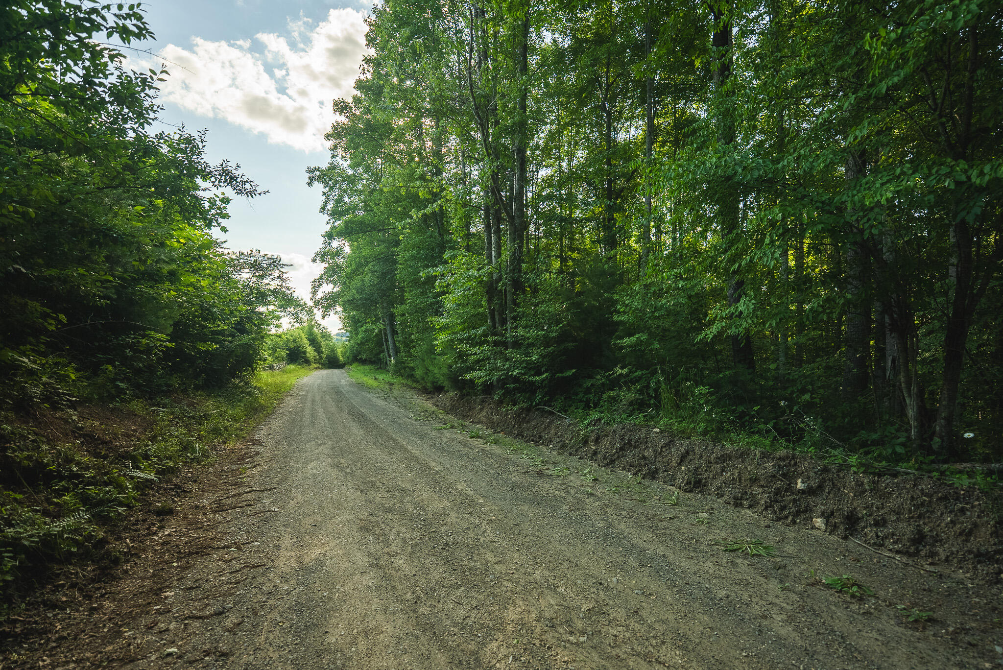 Tbd Sawmill Hill Road Northwest Willis, VA 24380 - Photo 15 of 40 a view of a forest with trees in front of it