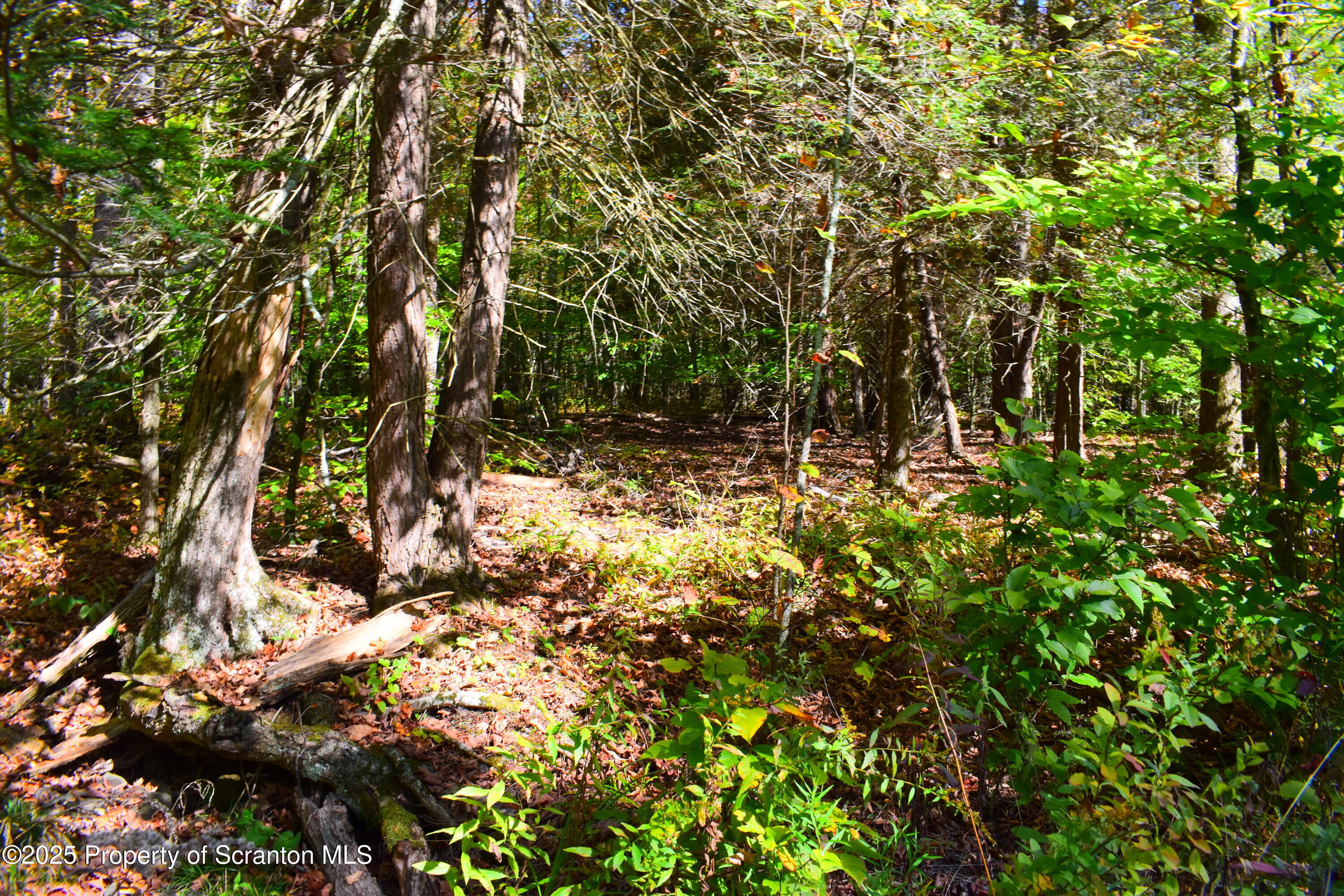 Westwoods Road Road Vestal, PA 13850 - Photo 2 of 8 Woods