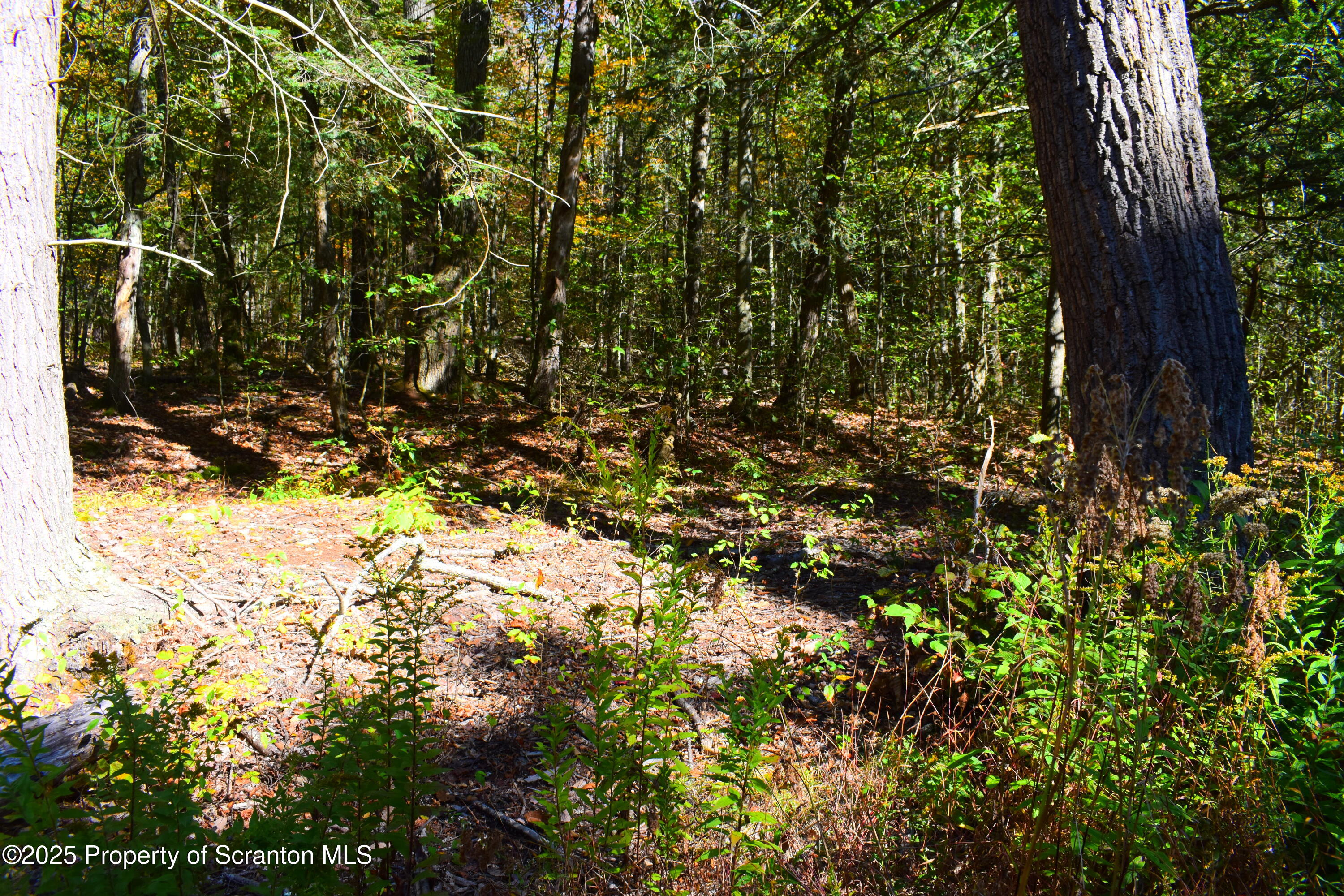 Westwoods Road Road Vestal, PA 13850 - Photo 7 of 8 Woods