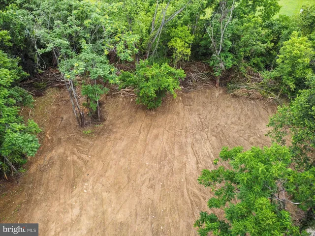 a view of a yard with plants and large trees