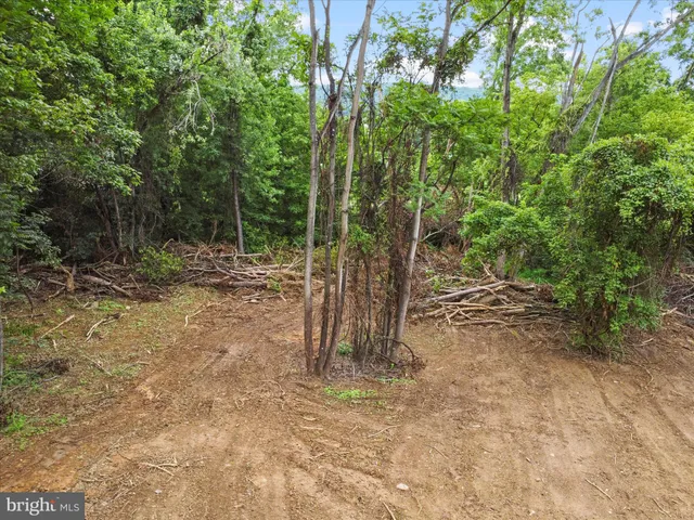 a view of a yard with plants and trees