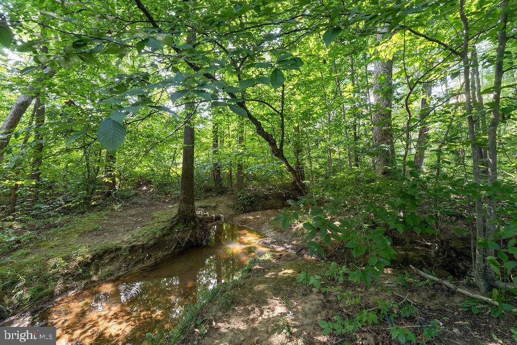 127 Saylers Creek Road Locust Grove, VA 22508 - Photo 11 of 56 a view of a forest with trees
