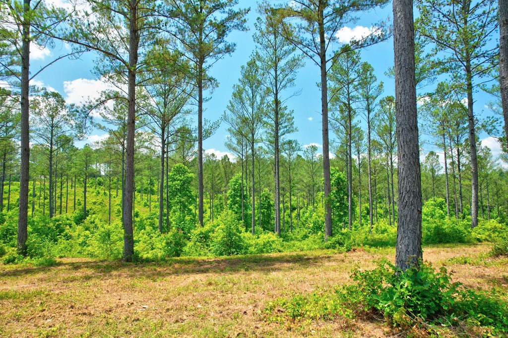 Lot 10 High River Road Ellijay, GA 30540 - Photo 3 of 31 Gallery Image 3