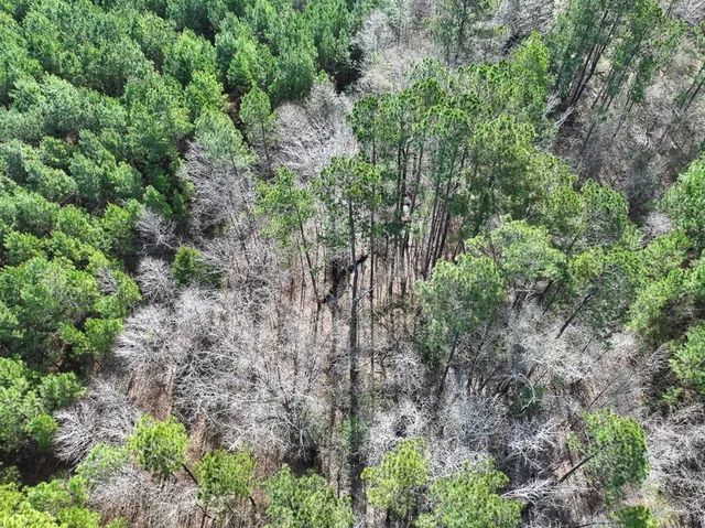 a view of a yard with plants and trees