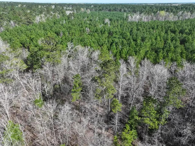 a view of a lush green forest with trees and bushes