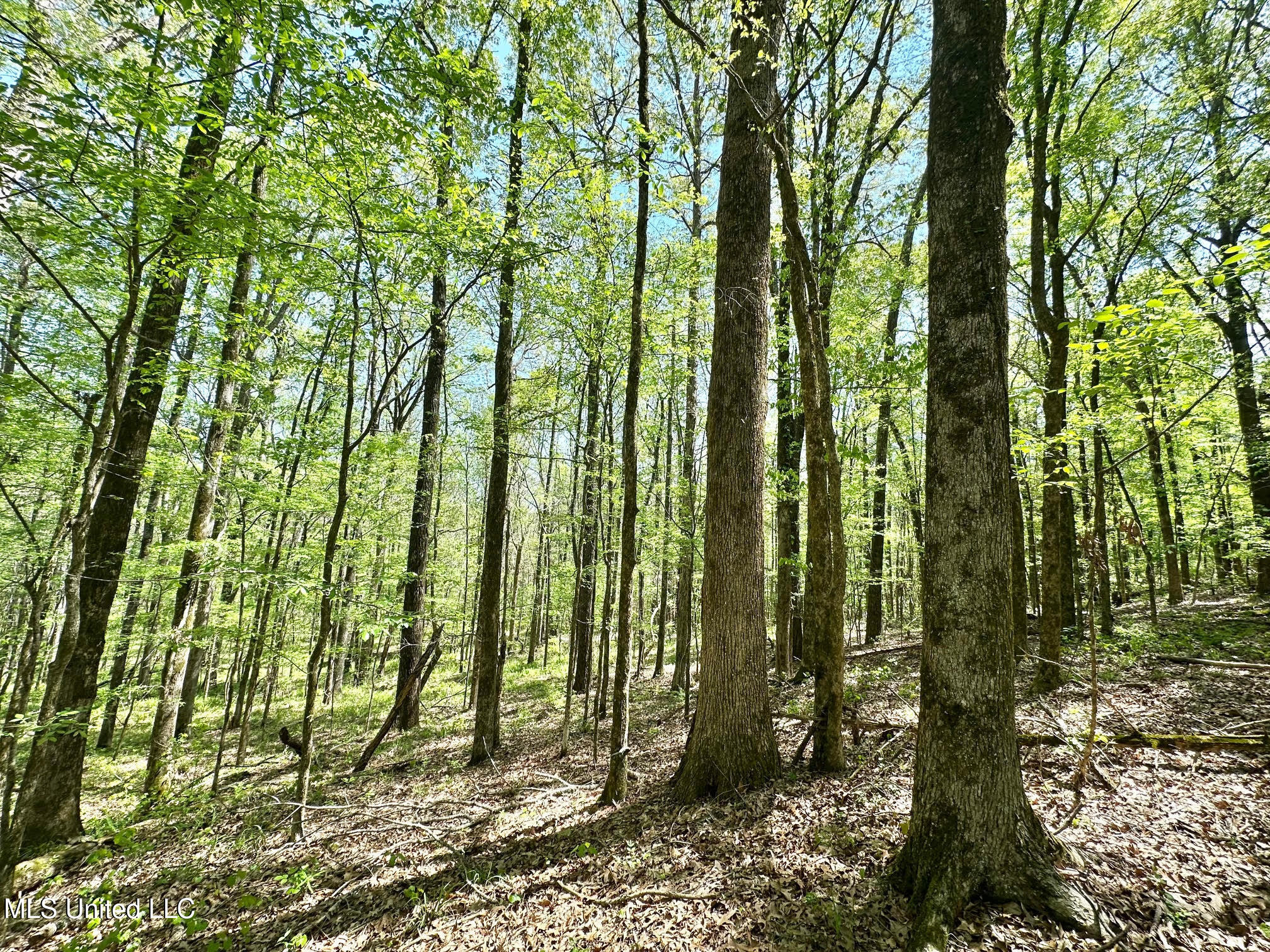 0 County Road 375 Carrollton, MS 38917 - Photo 22 of 67 22