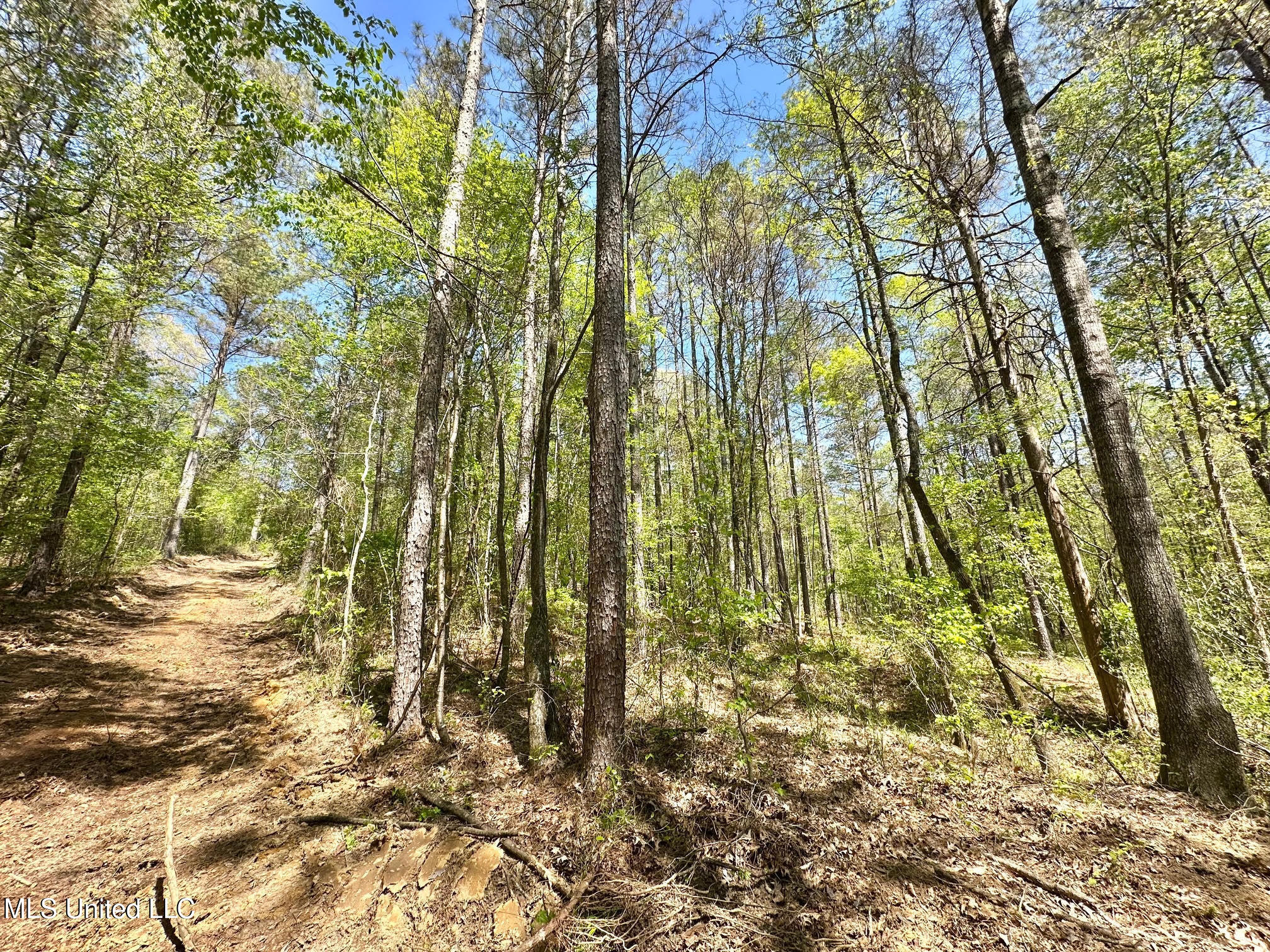 0 County Road 375 Carrollton, MS 38917 - Photo 36 of 63 40