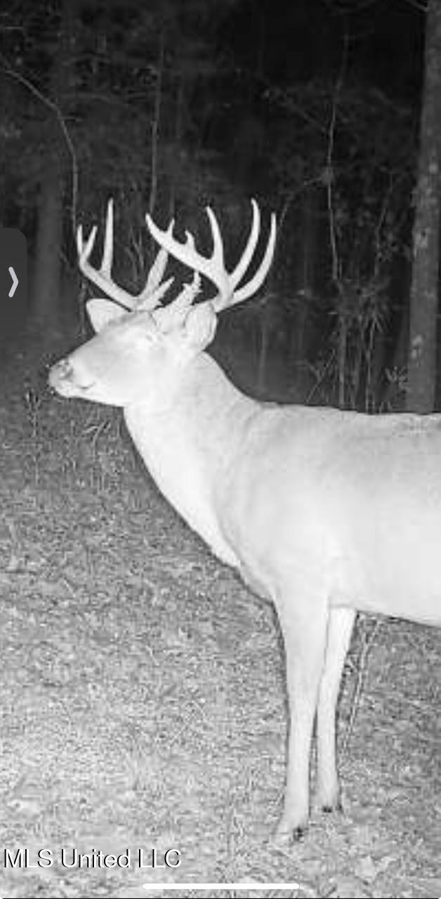 0 County Road 375 Carrollton, MS 38917 - Photo 58 of 67 100