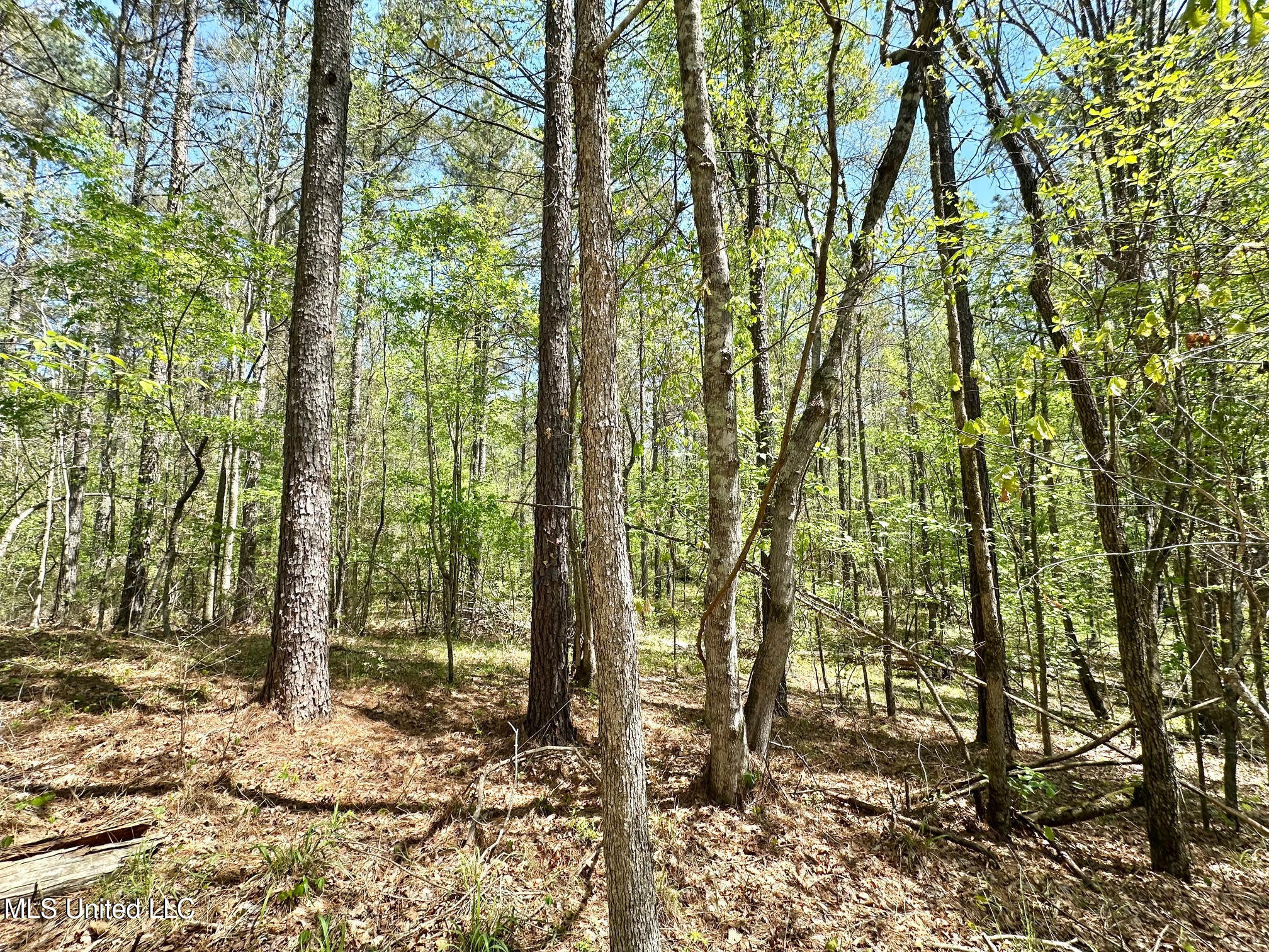 0 County Road 375 Carrollton, MS 38917 - Photo 6 of 67 5