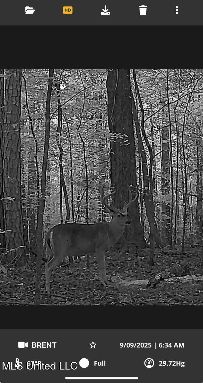 0 County Road 375 Carrollton, MS 38917 - Photo 67 of 67 109