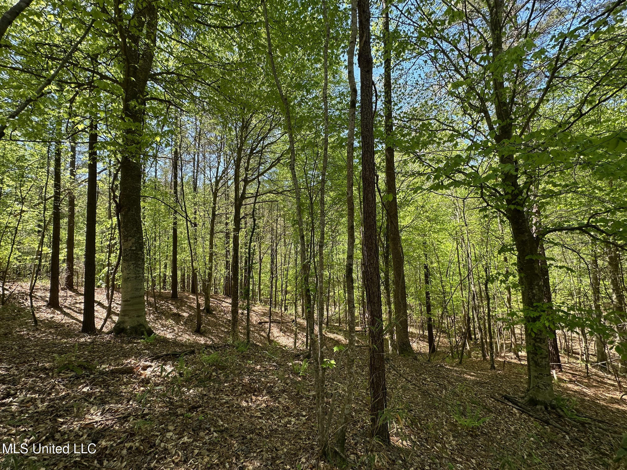 0 County Road 375 Carrollton, MS 38917 - Photo 8 of 67 7