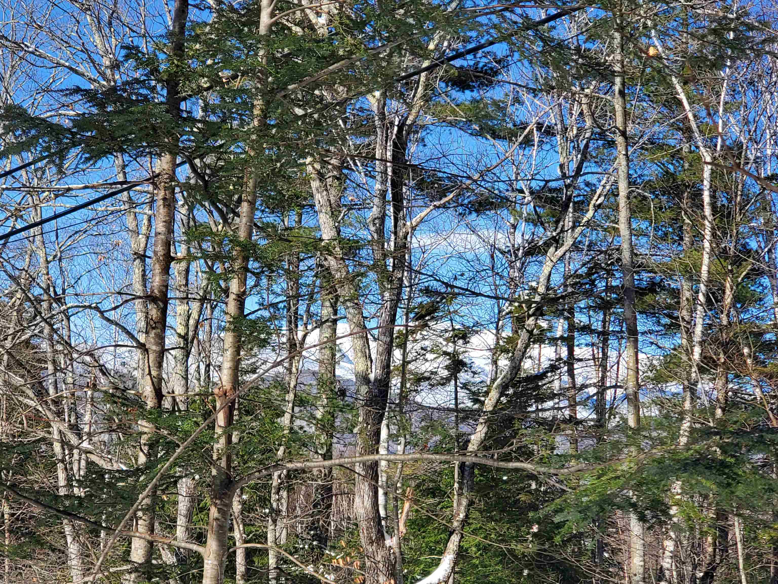 0 Tin Mine Road, Unit V082503 Jackson, NH 03846 - Photo 29 of 38