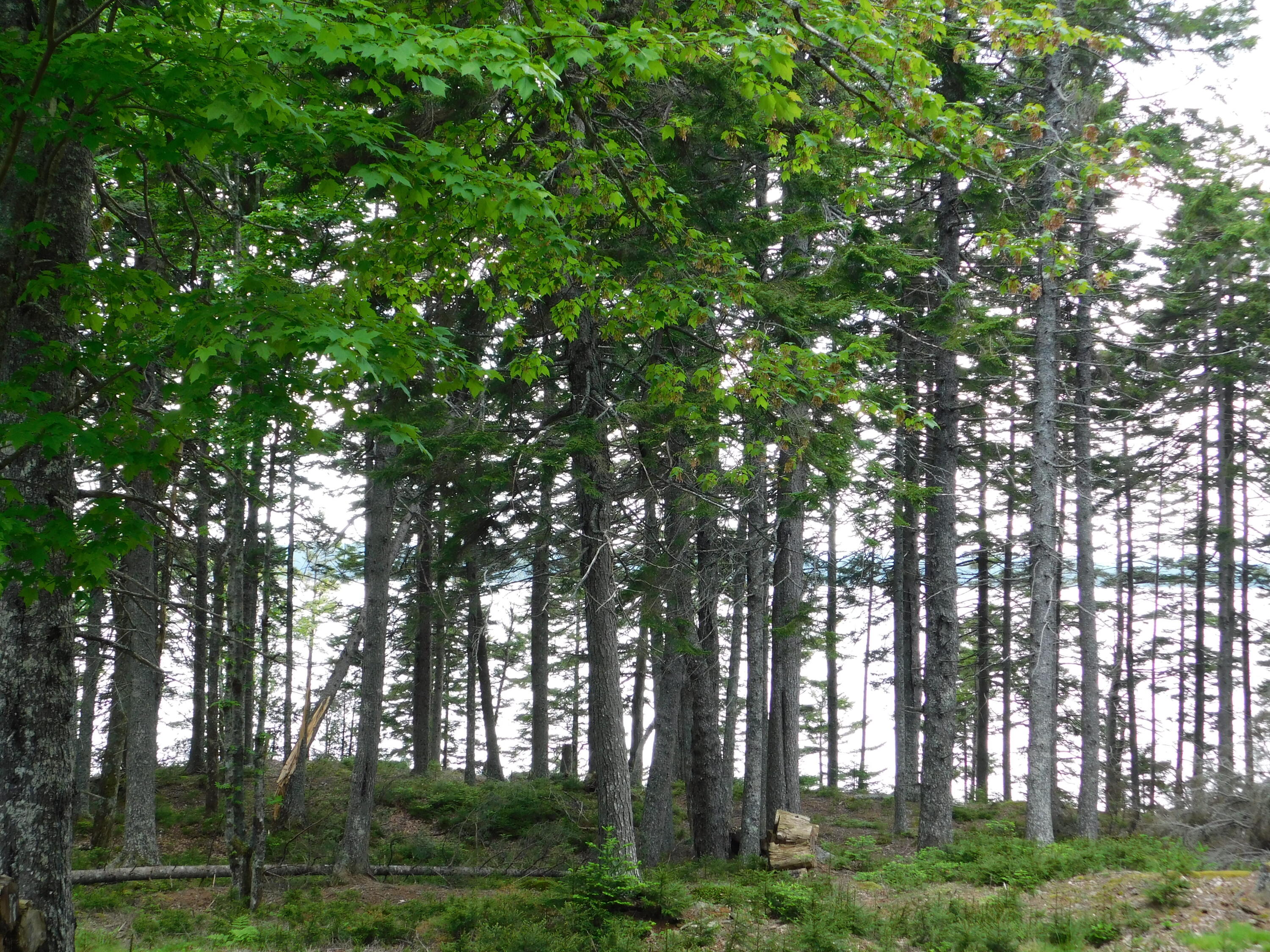 Lot 5 Ripley Neck Road Harrington, ME 04643 - Photo 28 of 39 DSCN0089