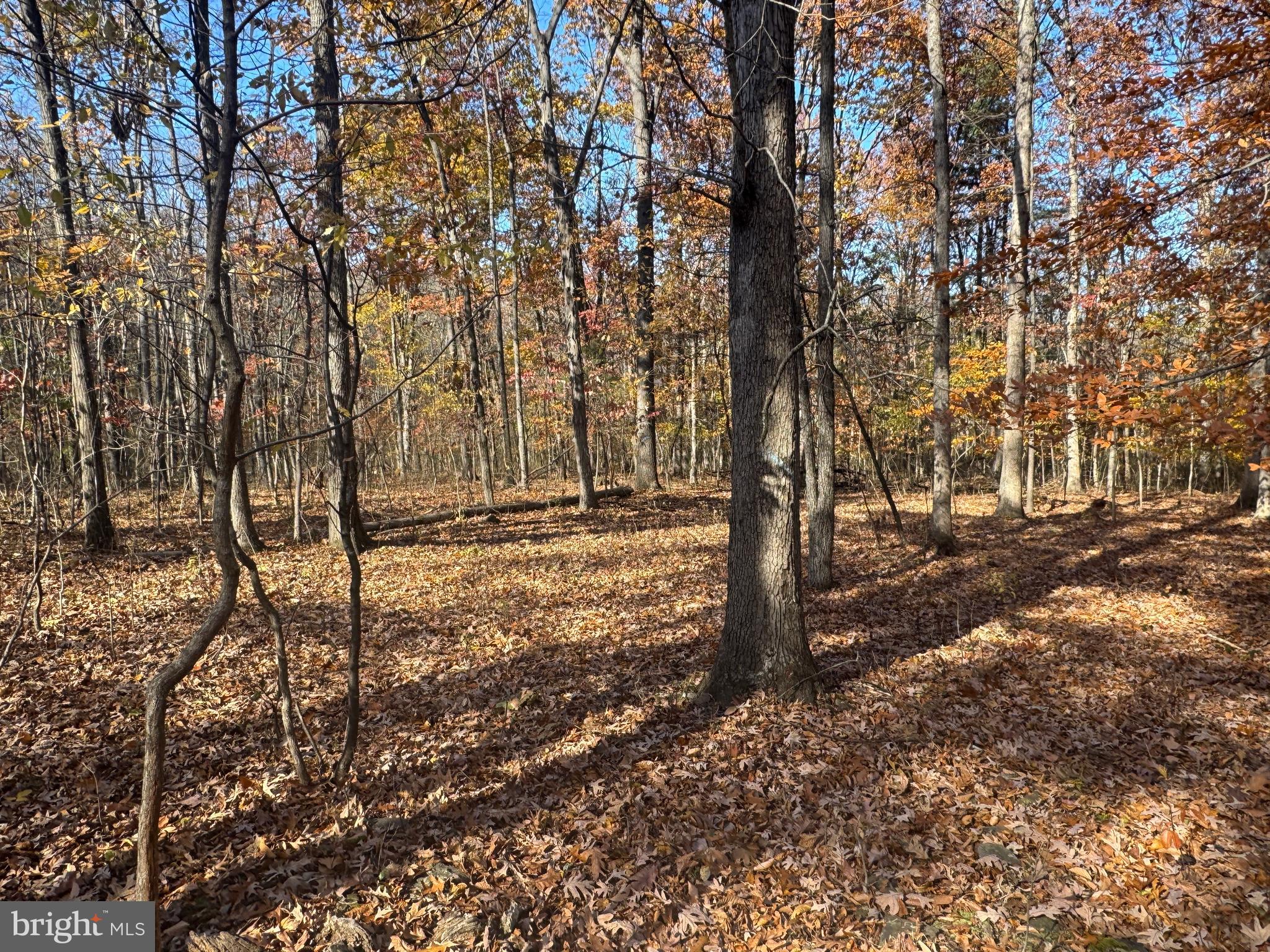 1 38.37 /- Acres Old Harrisburg Road York Springs, PA 17372 - Photo 13 of 29 a view of outdoor space with lots of trees