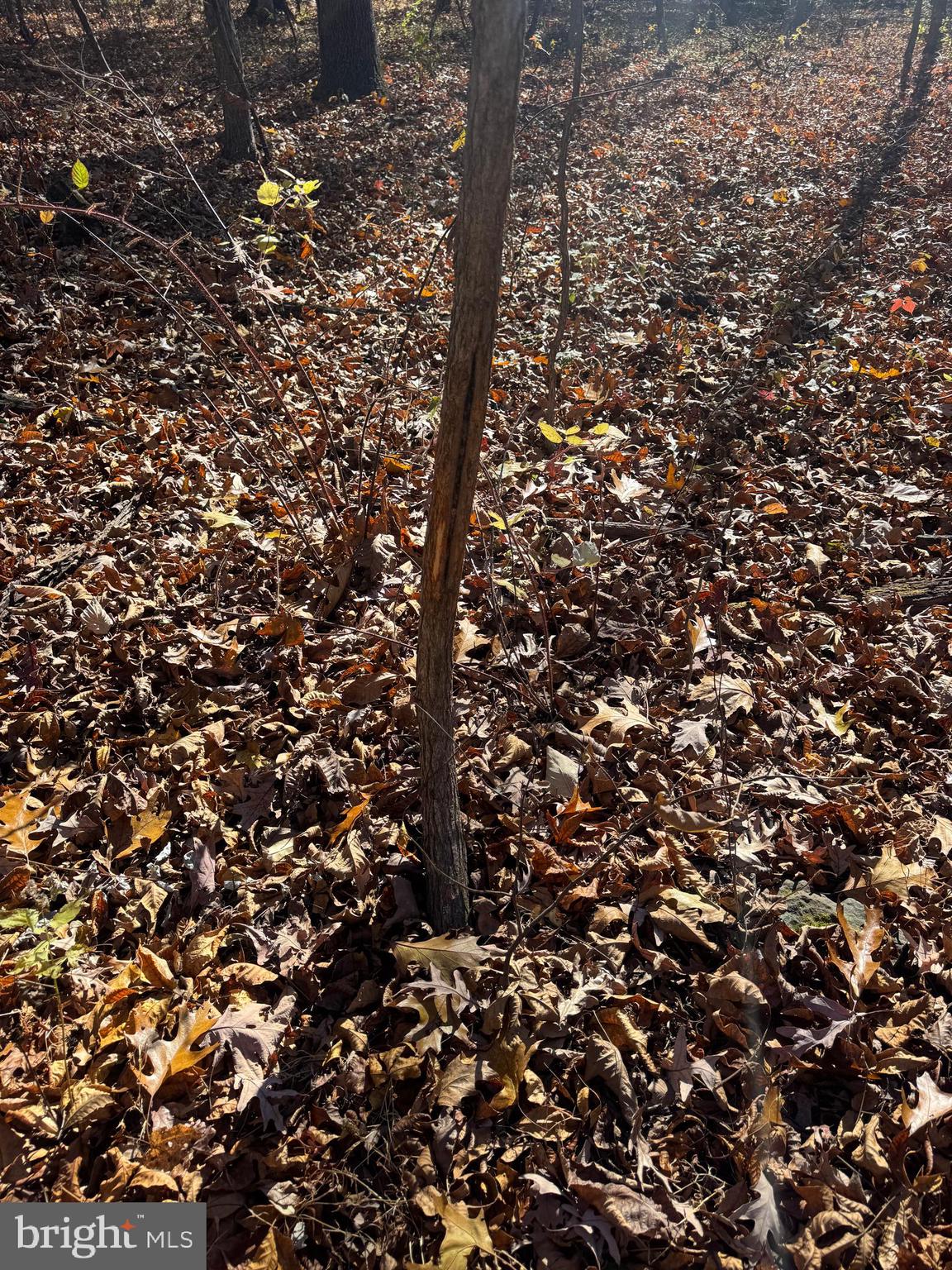 1 38.37 /- Acres Old Harrisburg Road York Springs, PA 17372 - Photo 24 of 29 a view of tree