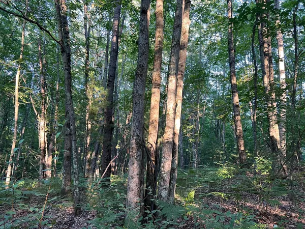 $29,900 | North Caribou Trail, Irons, MI 49644