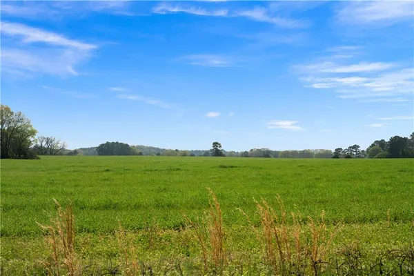 a view of a green field with plants and a large tree