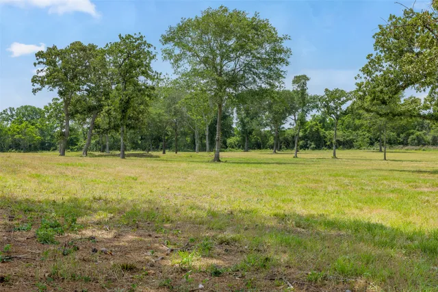 a view of a large trees with a big yard