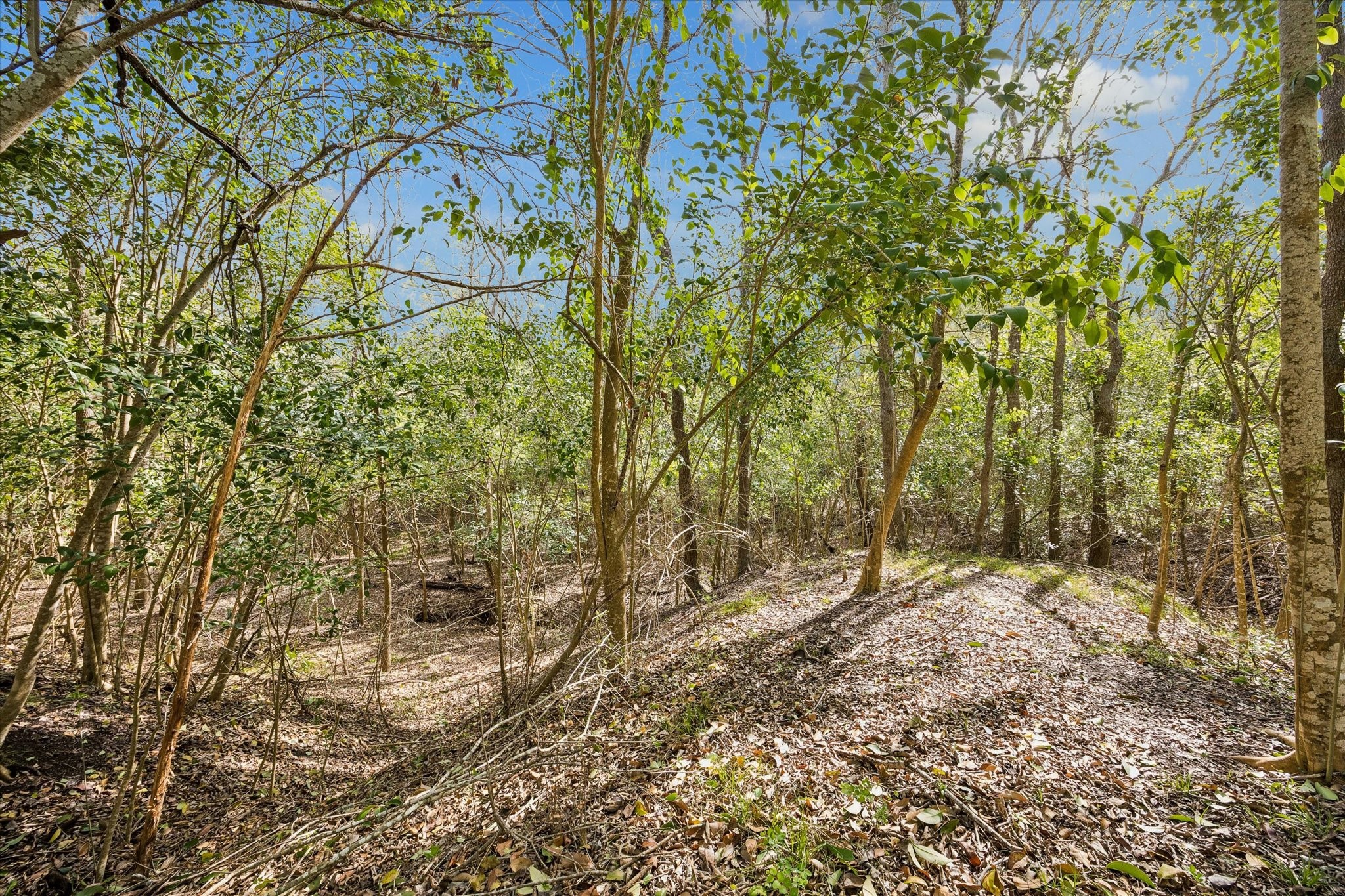 10222 Old Stagecoach Road Chappell Hill, TX 77426 - Photo 40 of 42 a view of a forest with trees