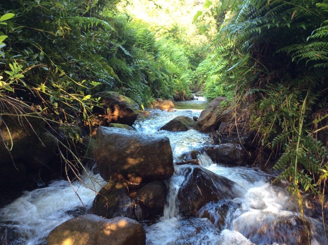 28-2981 Kumula Street Pepeekeo, HI 96783 - Photo 18 of 28 a picture of outdoor space