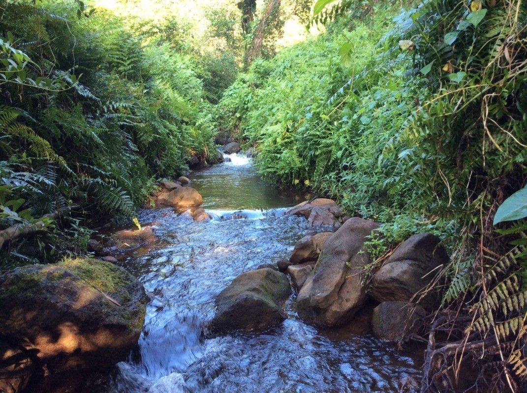 28-2981 Kumula Street Pepeekeo, HI 96783 - Photo 19 of 28 a view of a garden with a lake