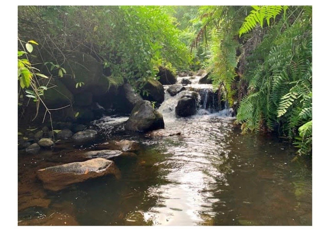 28-2981 Kumula Street Pepeekeo, HI 96783 - Photo 5 of 28 a view of swimming pool with lawn chairs and plants