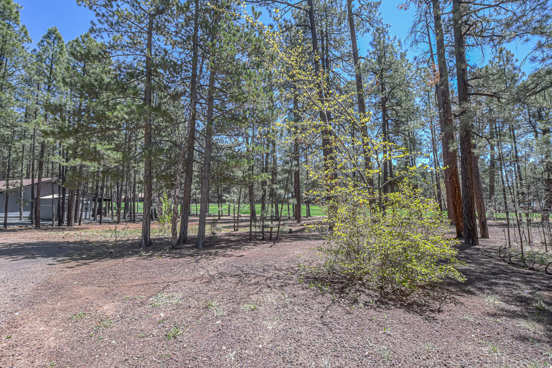 7171 Buck Springs Road Pinetop, AZ 85935 - Photo 7 of 19 Gallery Image 7