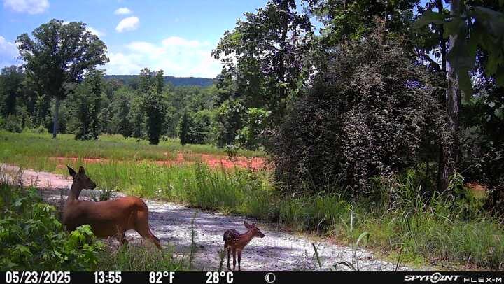 0 Macedonia Church Road Hamilton, GA 31811 - Photo 40 of 44 Gallery Image 40